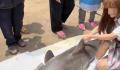 网红博主烹食噬人鲨被罚12.5万 销售者和捕捞者已被当地公安机关逮捕