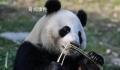 芬兰动物园因缺钱拟送大熊猫回中国 将在2月28日就是否归还大熊猫做出最终决定