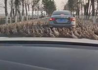 轿车被群鸭团团围住一动不敢动 让人哭笑不得