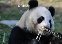 芬兰动物园因缺钱拟送大熊猫回中国 将在2月28日就是否归还大熊猫做出最终决定