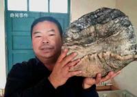男子捡黑太岁养4年增重14斤8两 太岁吃了真能长生不老吗