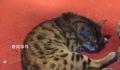 景区回应园内网纹蟒变“网纹猫” 蛇在冬眠放的是流浪猫