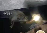 村庄饮水池现15头死猪:泡6天才发现
