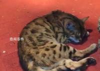 景区回应园内网纹蟒变“网纹猫” 蛇在冬眠放的是流浪猫