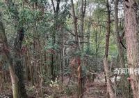 胡鑫宇遗体发现地有明显搜索痕迹 遗体发现地树林丛生