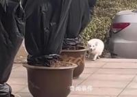 流浪小狐狸投奔看守所1年胖成球 民警：之后会帮它控制体重