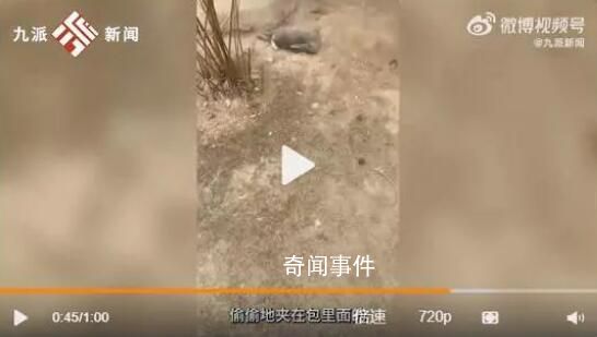 游客偷带食物喂兔子致大批死亡 有的游客会喂坏了的菜叶给兔子