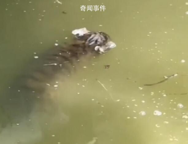 上海动物园回应网传幼虎溺亡 具体情况还在调查中