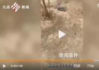 游客偷带食物喂兔子致大批死亡 有的游客会喂坏了的菜叶给兔子