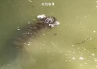 上海动物园回应网传幼虎溺亡 具体情况还在调查中