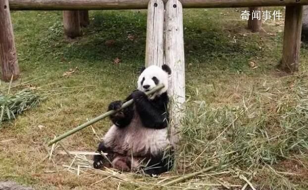 旅美大熊猫乐乐离世 终年25岁