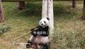 旅美大熊猫乐乐离世 死因尚未确定