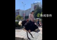 云南小女孩骑鸵鸟上学从容淡定 鸵鸟很听话