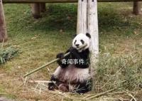 旅美大熊猫乐乐离世 死因尚未确定