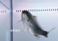 中科院团队创制出无刺喜头鱼 利用鱼类精准育种技术创制出了无刺喜头鱼