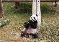 旅美大熊猫乐乐离世 终年25岁
