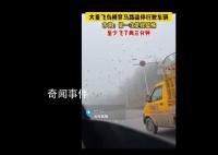 成群飞鸟横穿马路逼停行驶车辆 市民：第一次见很奇怪