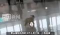 机场回应因托运太贵狗狗被就地遗弃 会联系爱心人士收养小狗