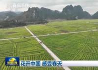 花开中国 感受春天