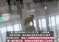 机场回应因托运太贵狗狗被就地遗弃 会联系爱心人士收养小狗