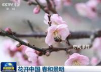 花开中国 春和景明
