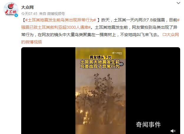 土耳其地震发生前鸟类出现异常行为 大量鸟类聚集在一棵高树上不安地鸣叫飞来飞去