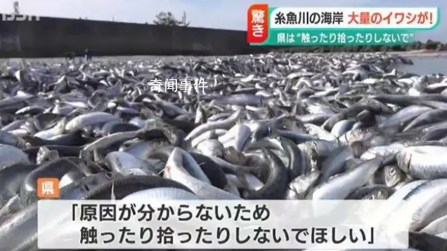 日本一沙滩惊现大量沙丁鱼 尚不清楚这种情况发生的原因