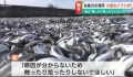 日本一沙滩惊现大量沙丁鱼 尚不清楚这种情况发生的原因