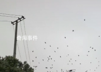 成都现飞鸟撞树现象 网友疑灾害前兆