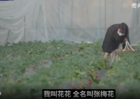 白血病女孩坚持卖草莓13年 种植草莓成为她唯一的收入来源
