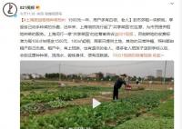 上海掀起租地种菜热:1500元一年