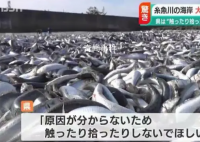 日本一沙滩惊现大量沙丁鱼 尚不清楚这种情况发生的原因