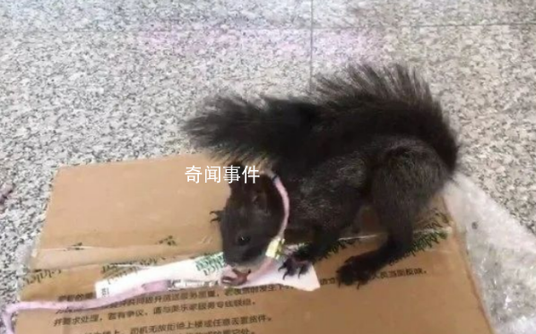 中国首批缉毒松鼠即将上岗 为什么有缉毒松鼠