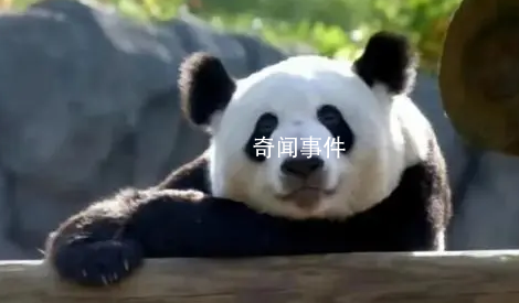 北京动物园称正办理丫丫回国手续 具体日期不清楚