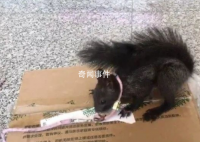 中国首批缉毒松鼠即将上岗 为什么有缉毒松鼠