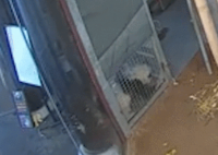 专家组将赴美调查大熊猫乐乐死因 丫丫的回国手续正在办理中