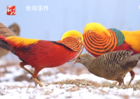 2只火凤凰为了求偶上演风骚走位 霸气侧漏