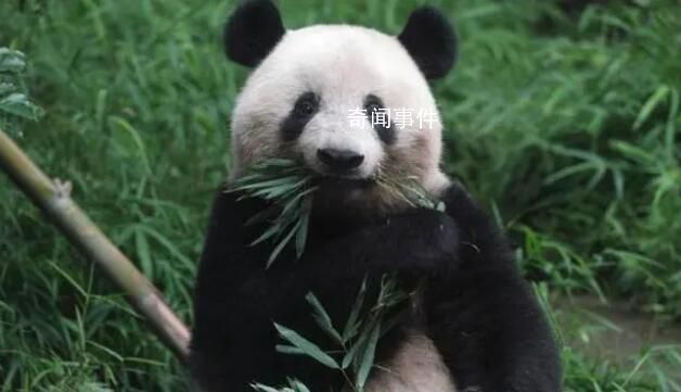 旅日大熊猫香香将于2月21日回国 为什么日本的熊猫要还给中国