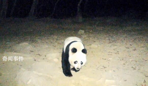 野生大熊猫深夜遛达 镜头前呆萌打卡