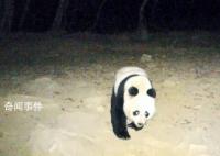 野生大熊猫深夜遛达 镜头前呆萌打卡