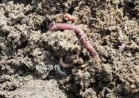 中央一号文件为何提打击电捕蚯蚓 电蚯生意一度火热多地出台保护法规