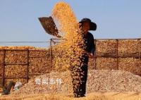 抓好粮食和重要农产品稳产保供 粮食产量连续8年稳定在1.3万亿斤以上