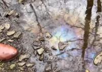 实拍美俄亥俄州小溪:全是死鱼死虫