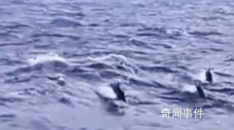 渔民出海偶遇100多只海豚逐浪嬉戏 整个过程持续约半个小时