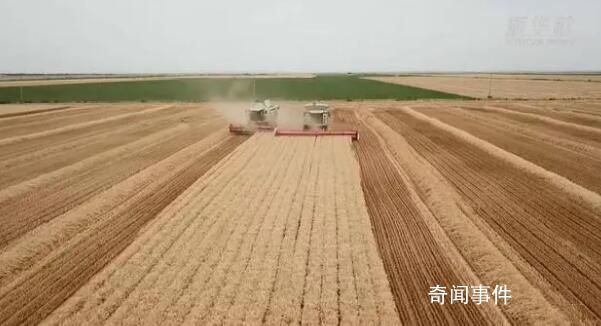 用中国种子保障中国粮食安全 种子是现代农业的芯片