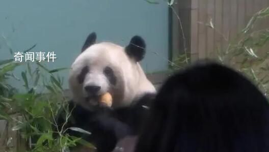 旅日大熊猫香香明日回国 与饲养员一起乘坐专机飞往中国