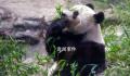 大熊猫香香到家 1个月后与公众见面