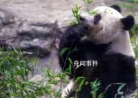 大熊猫香香到家 1个月后与公众见面