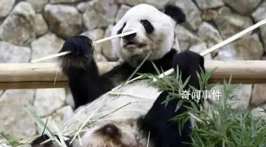 3只旅日大熊猫今日回国 网友：欢迎回家