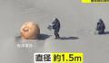 日本海岸现不明球状物:直径1.5米